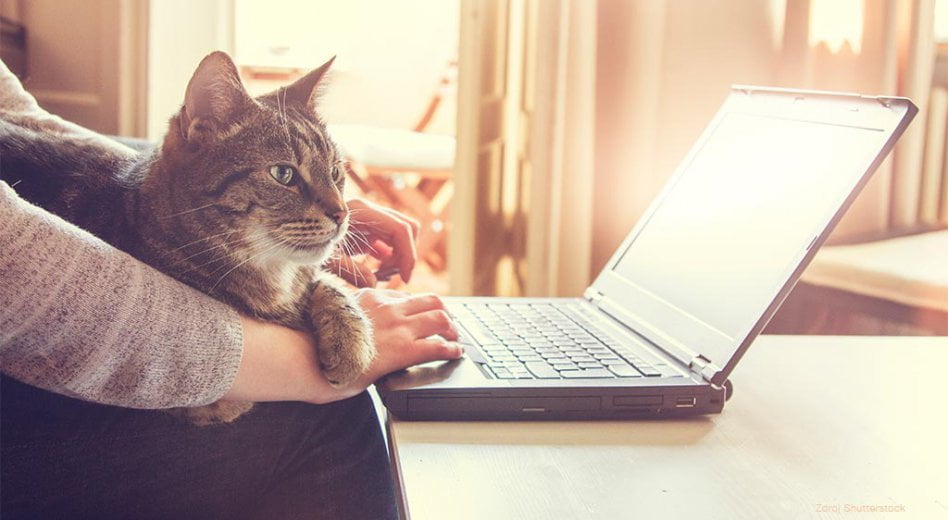 Mit jelent a CAT?